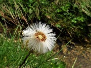 73 Tussilago farfara (Tossillagine comune) in frutto (pappi)